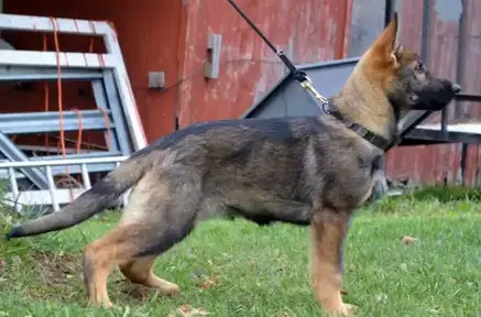 Kimber, Their little Spitfire!
